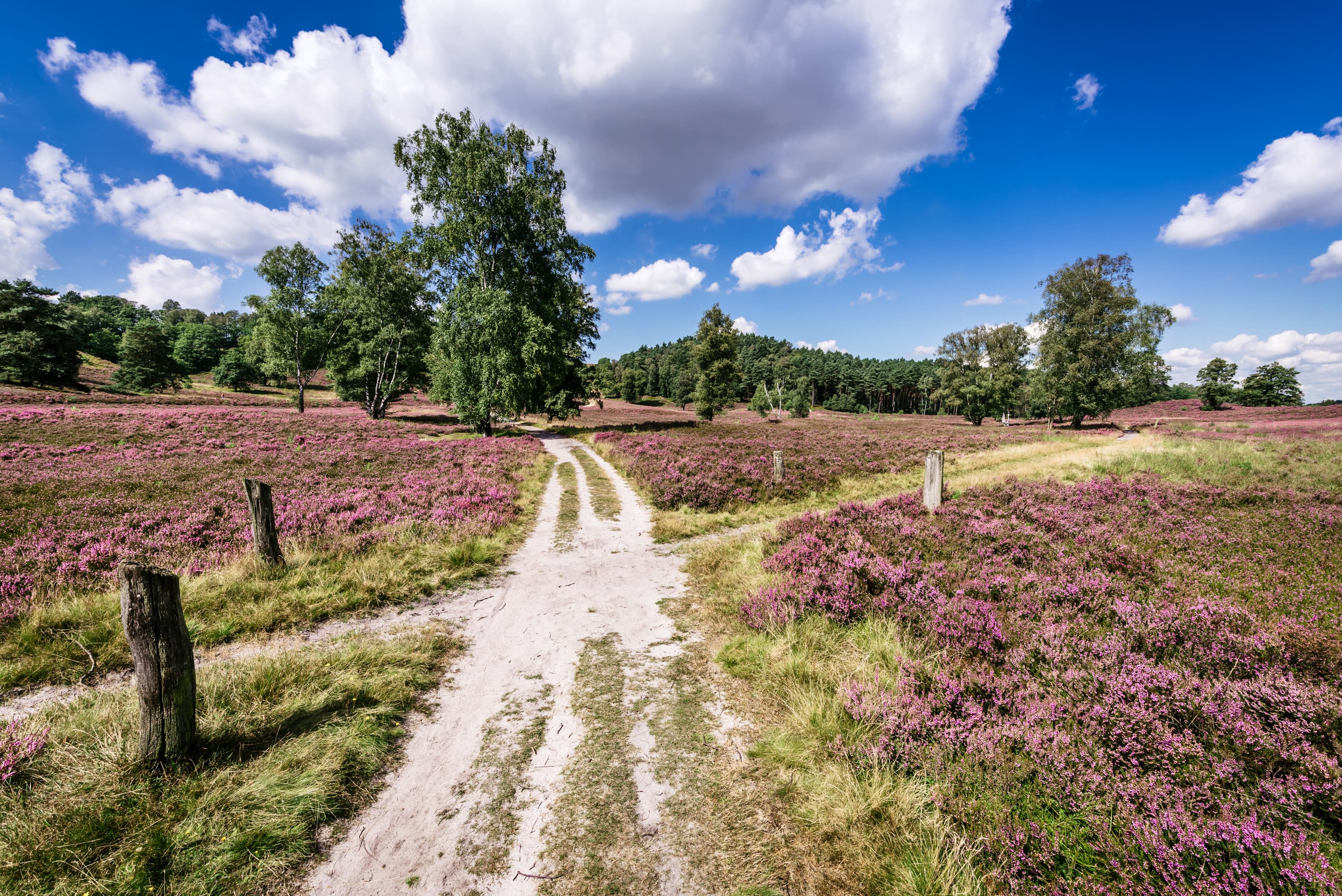 5001-Heidschnuckenweg-Etappe1-Fischbeker-Heide-Druck©Lüneburger Heide GmbH