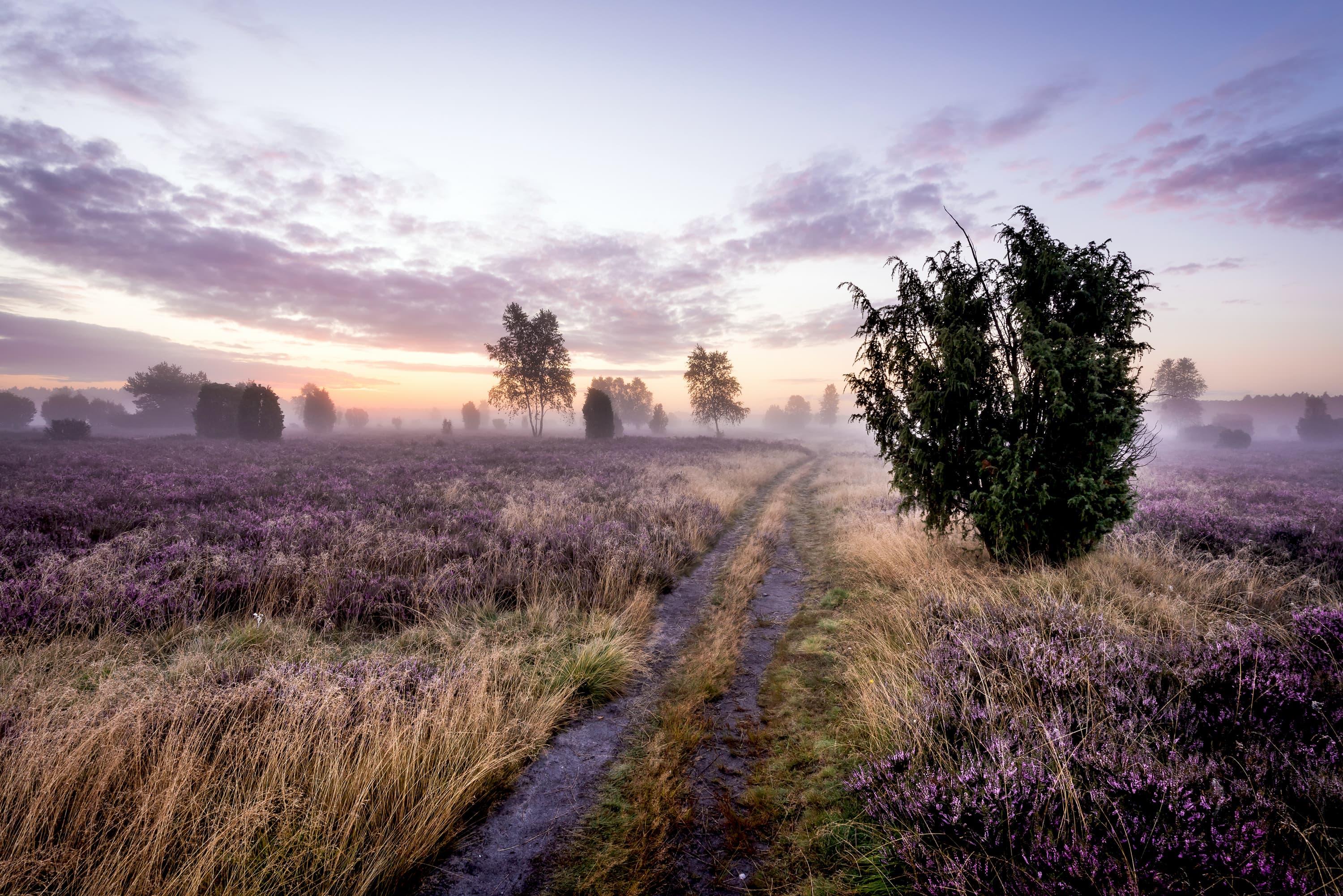 5011-Heidschnuckenweg-Etappe10-Wacholderwald-Druck©Lueneburger Heide GmbH