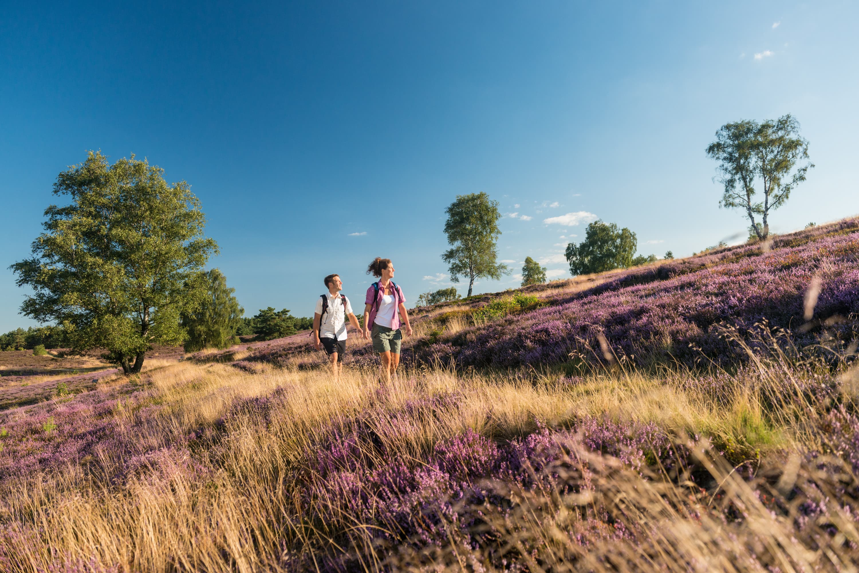 5026-Wanderung-Heidebluete-Druck©Lueneburger Heide GmbH