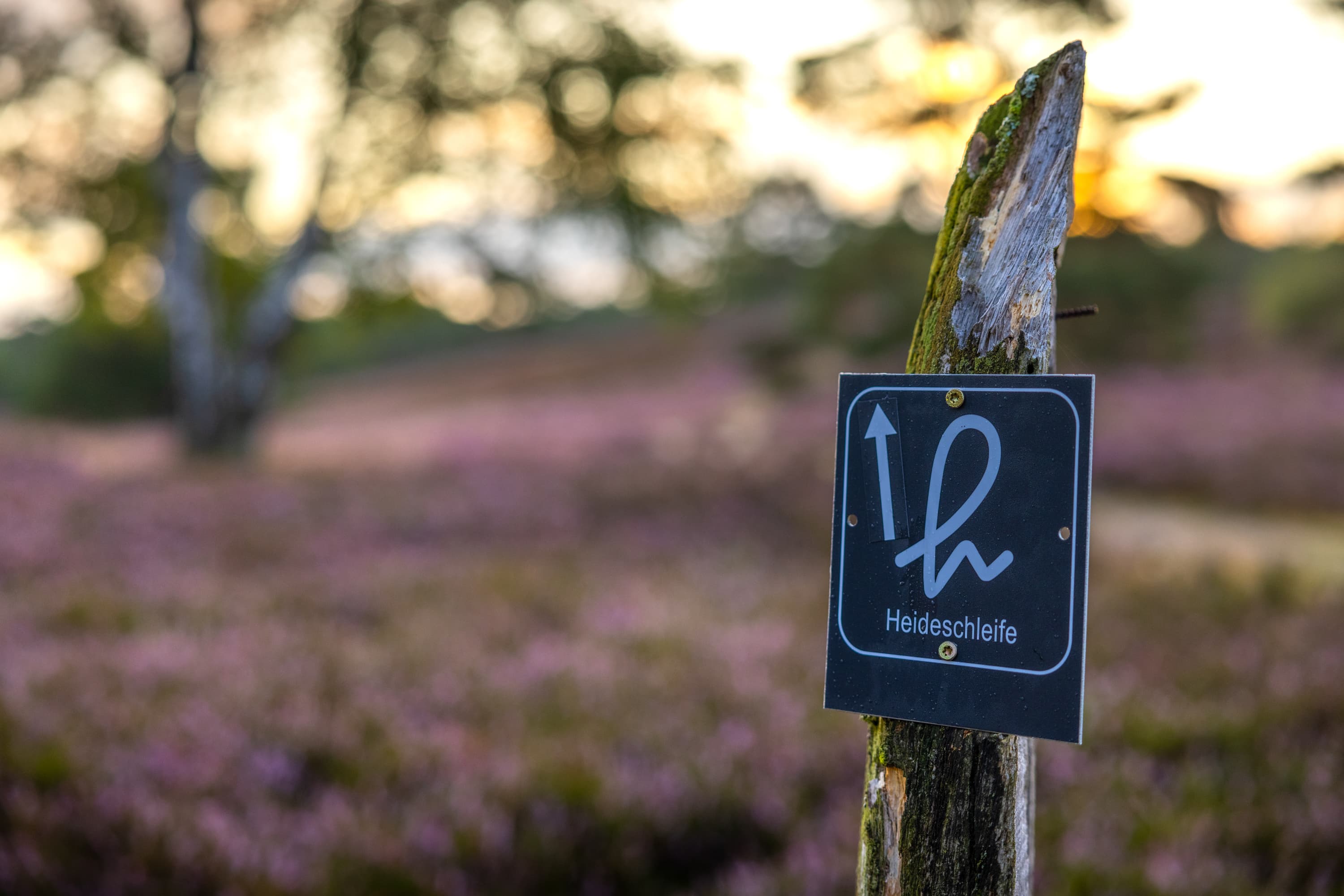 5034-Wegweiser-Heideschleife-Rundwanderweg-Druck©Lueneburger Heide GmbH