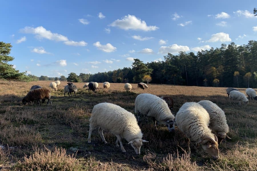 Schnuckenherde in der Misselhorner Heide