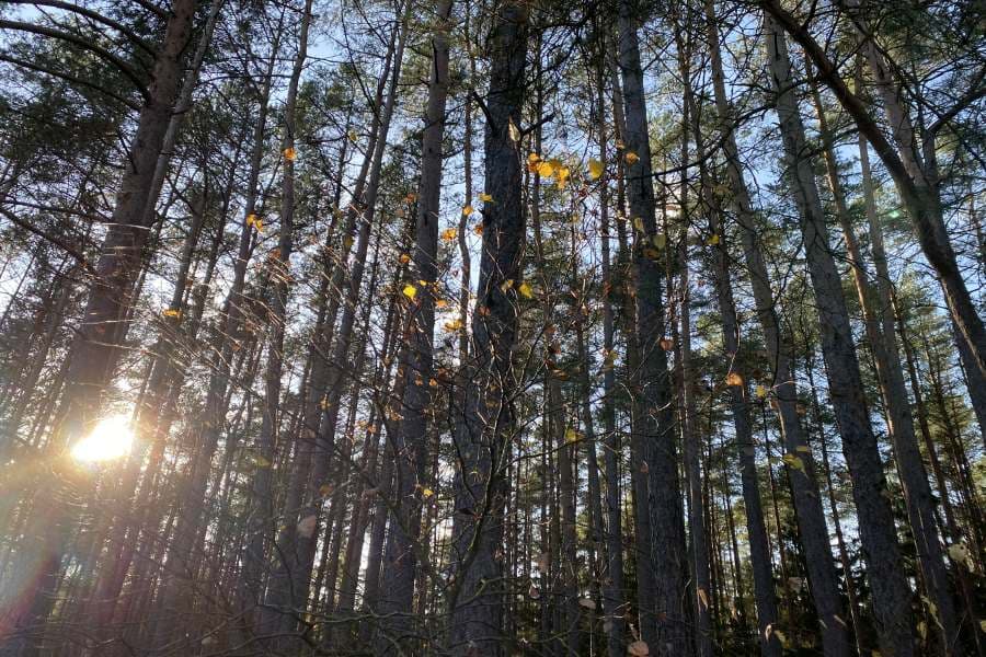 Blick in die herbstlichen Baumkronen bei Sonnenschein