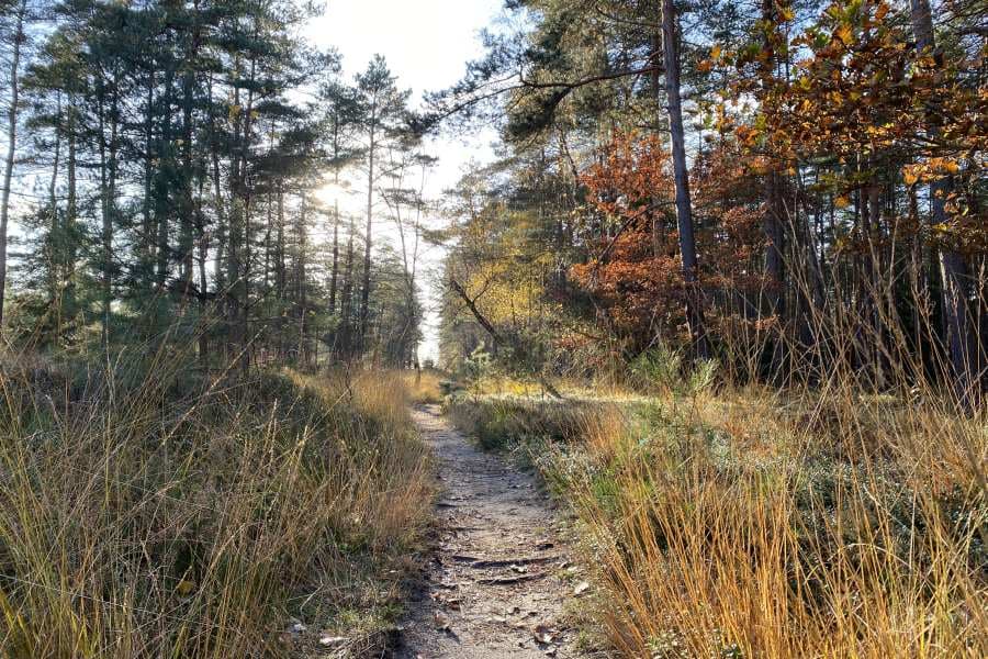 Weg durch den Wald auf der Heideschleife Misselhorner Heide