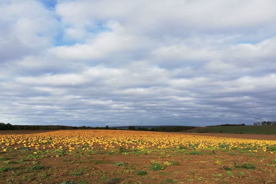 Forkenfreunde Feld