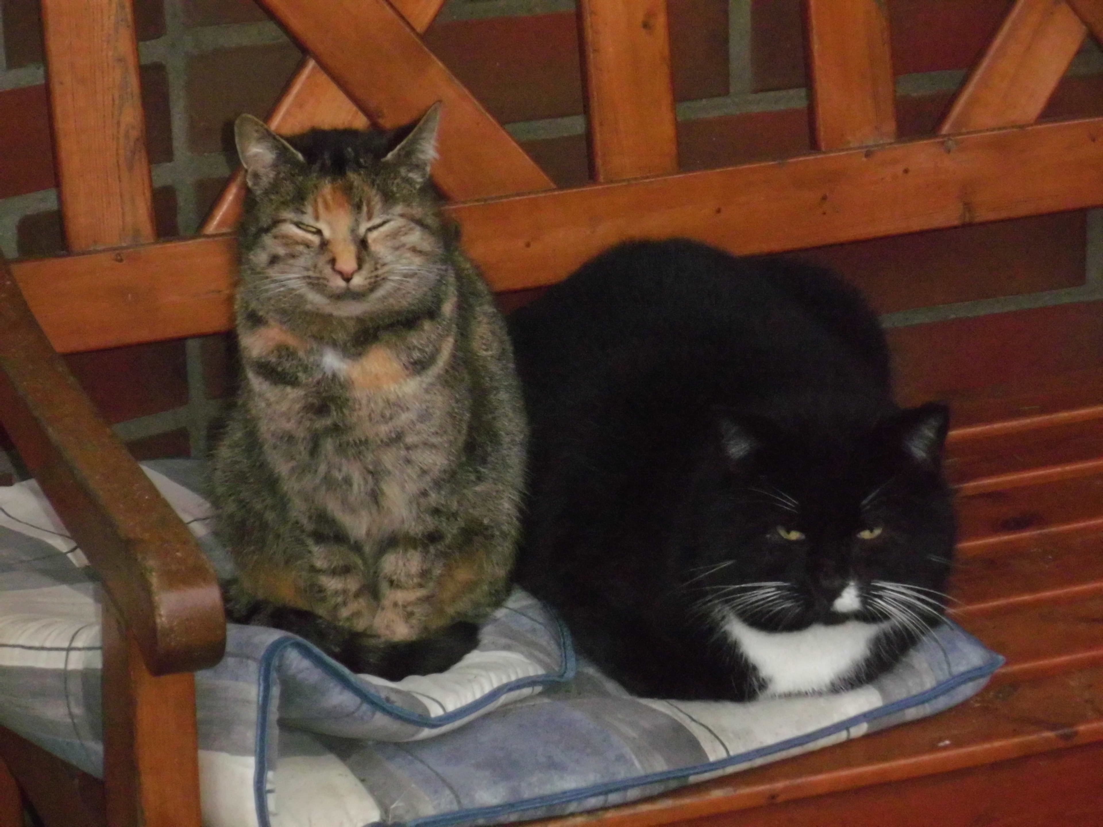 Katzen der Ferienwohnung Narjes in Bispingen