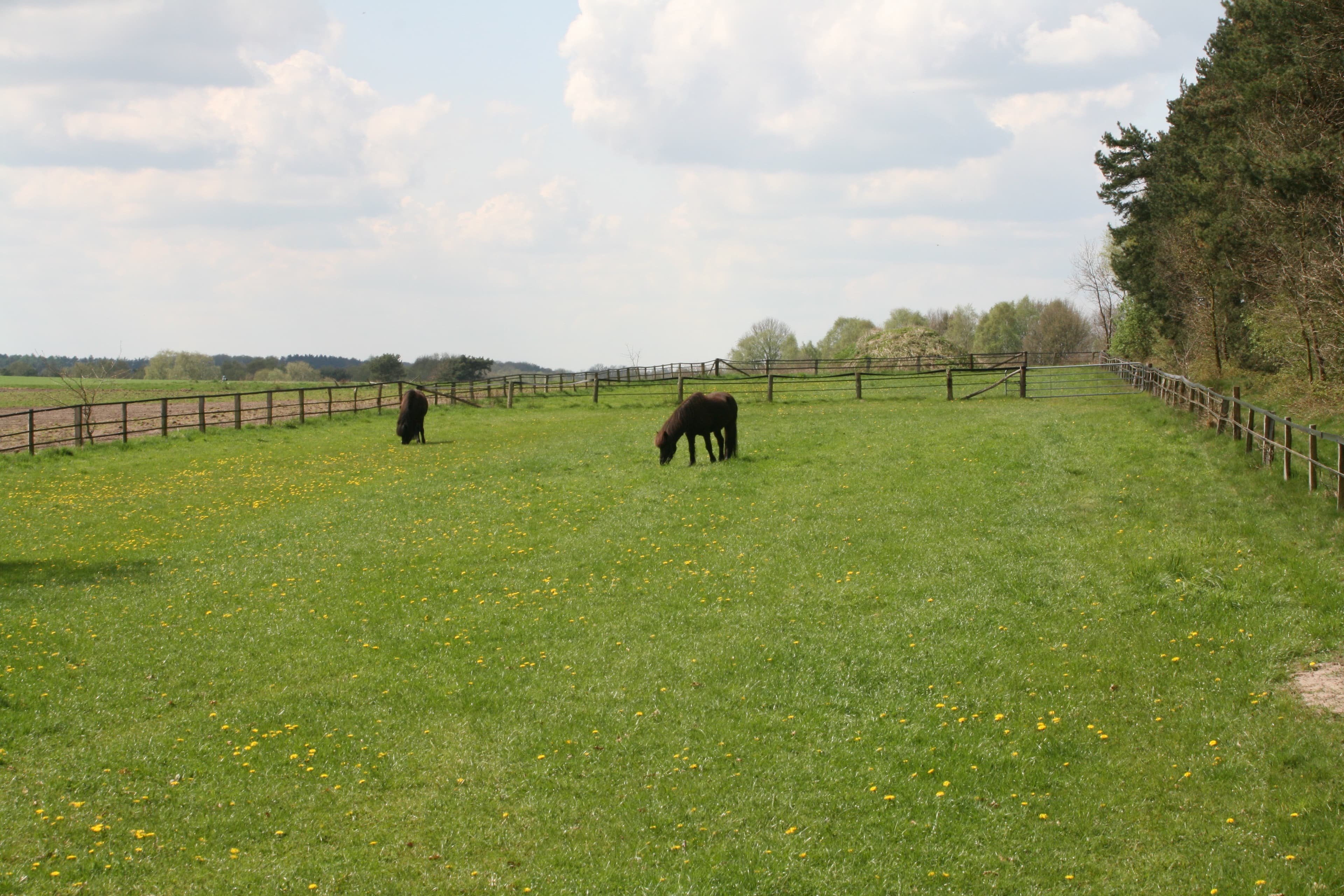 Pferdeweiden der Ferienwohnungen Baalshof in Handeloh