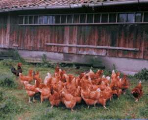 Hühner Bauernhof Familie Wehrhoff