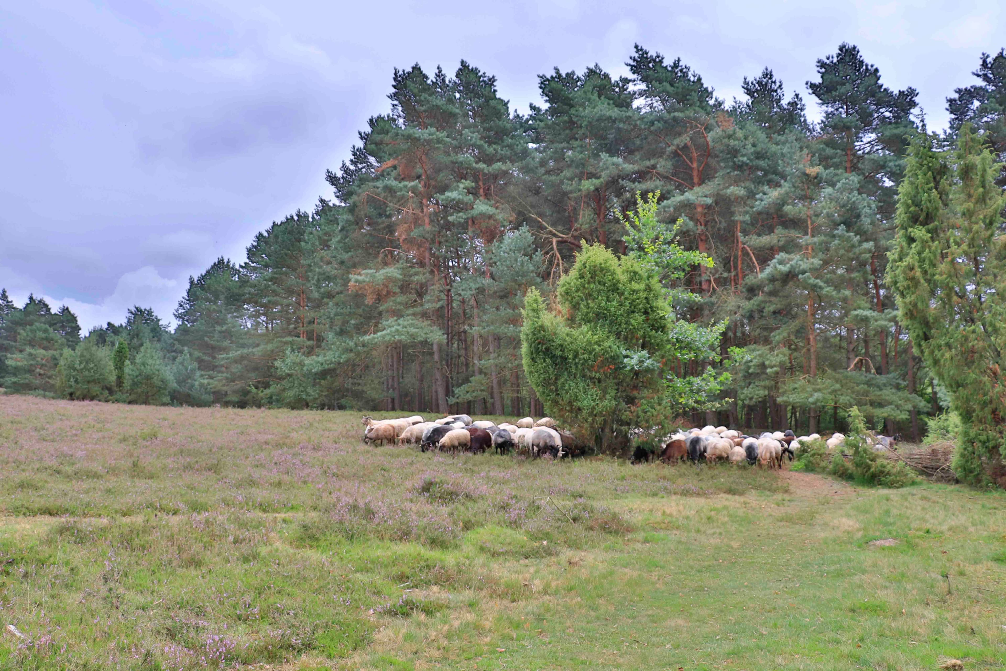 Heidschnucken in der Heide