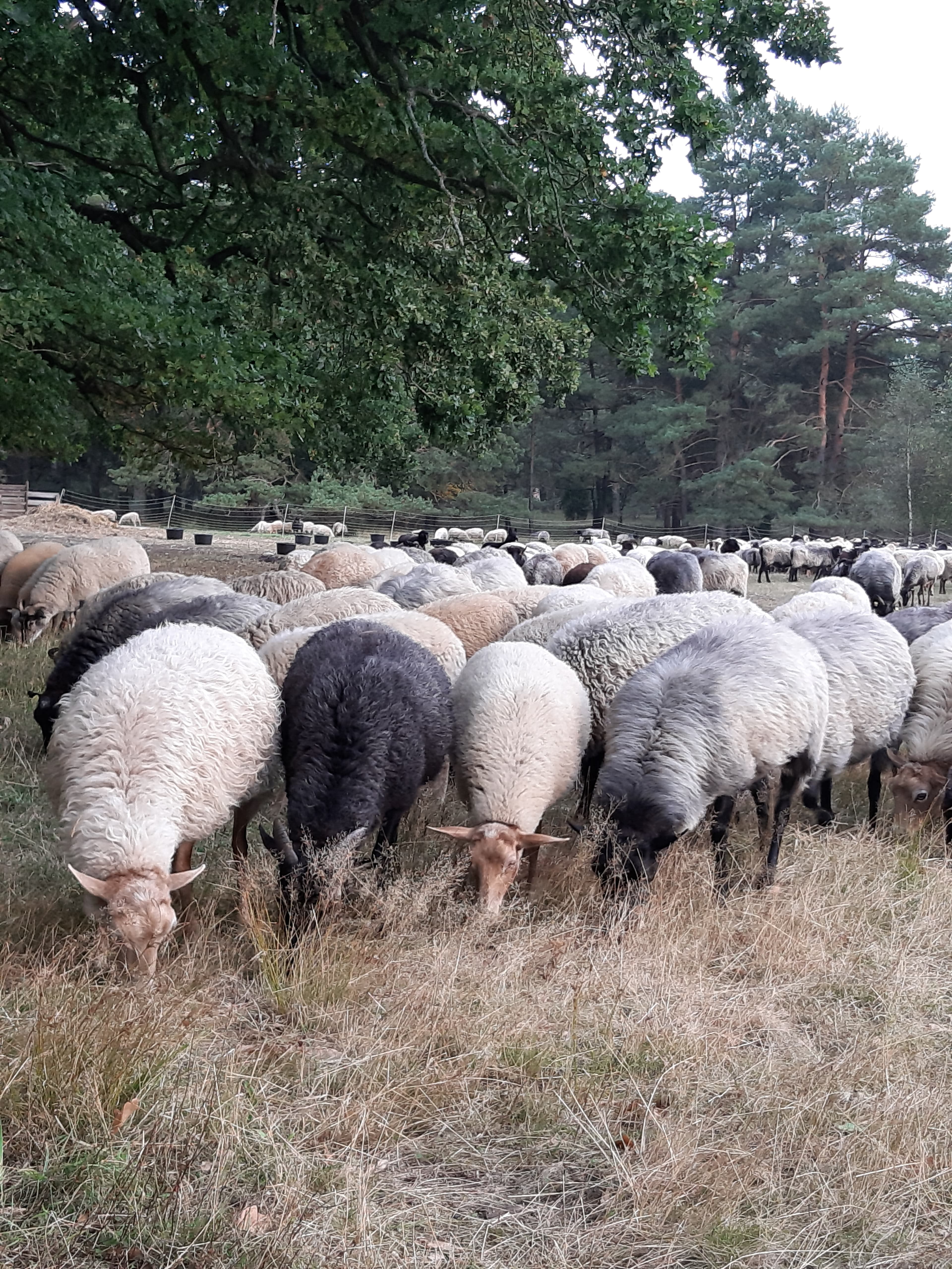 Heidschnucken in der Heide