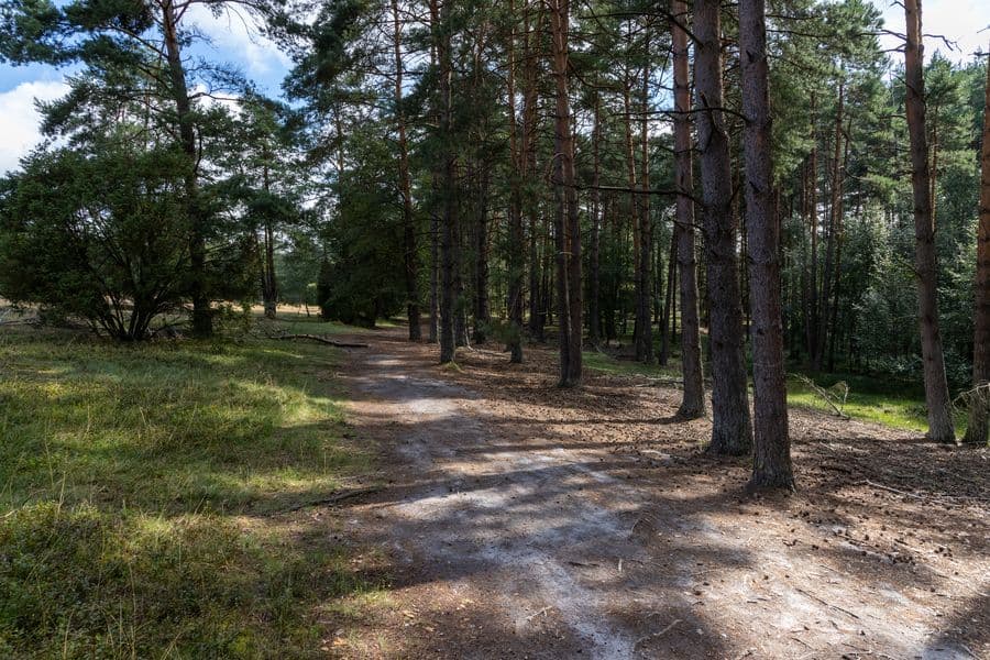 Misselhorner Heide Birkenwald