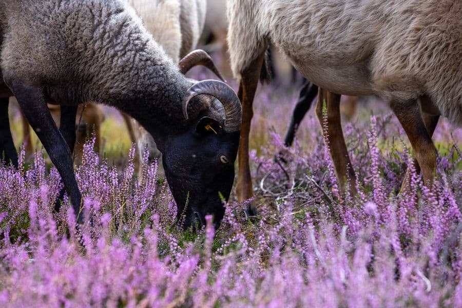 Heidschnucken in der Misselhorner Heide