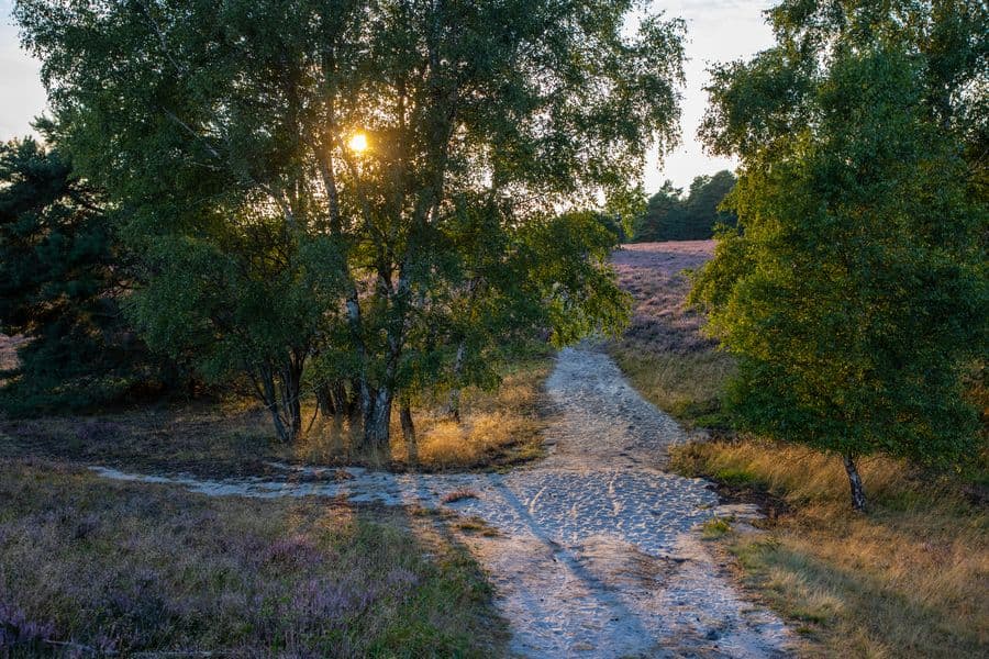 Misselhorner Heide Blüte 2020 Hermannsburg Südheide