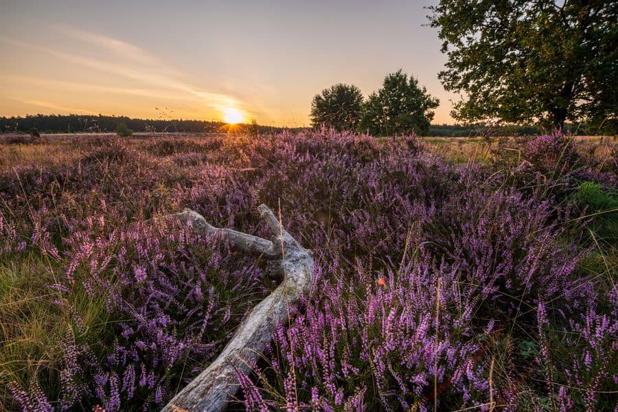 Sonnenuntergang Heideschleife Misselhorner Heide Hermannsburg Südheide
