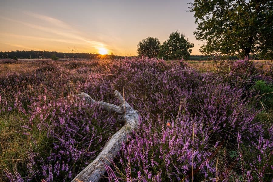 Sonnenuntergang an der Heideschleife