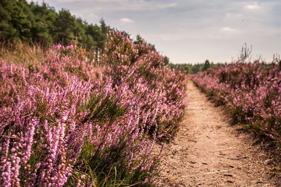 Heideschleife Misselhorn Blüte 2021 Misselhorner Heide Hermannsburg