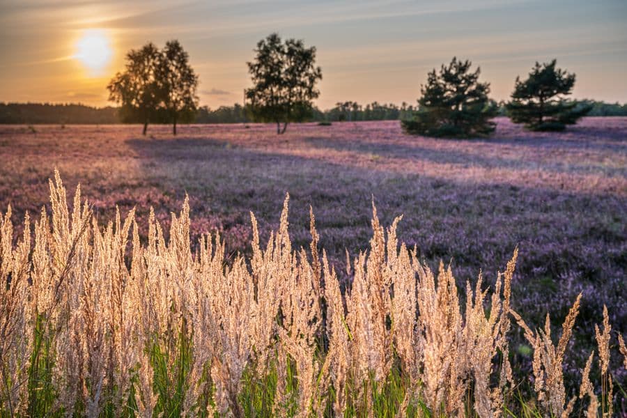 Oberoher Heide Sonnenuntergang Heideblüte 2021&nbsp;