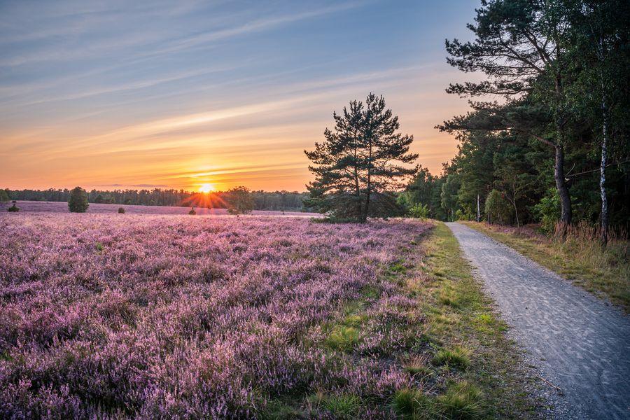 Oberoher Heide Sonnenuntergang Heideblüte 2021