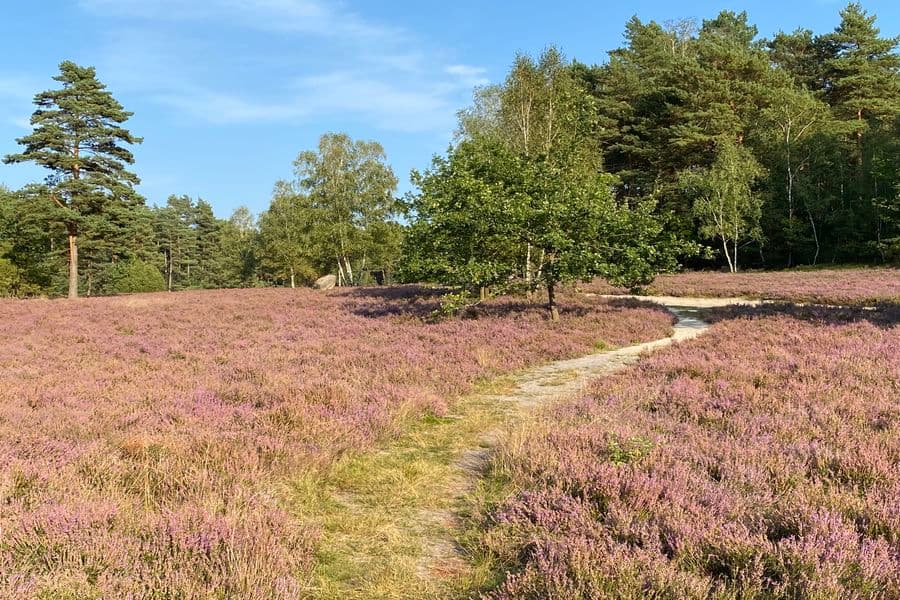 Meissendorfer Heide Blüte 