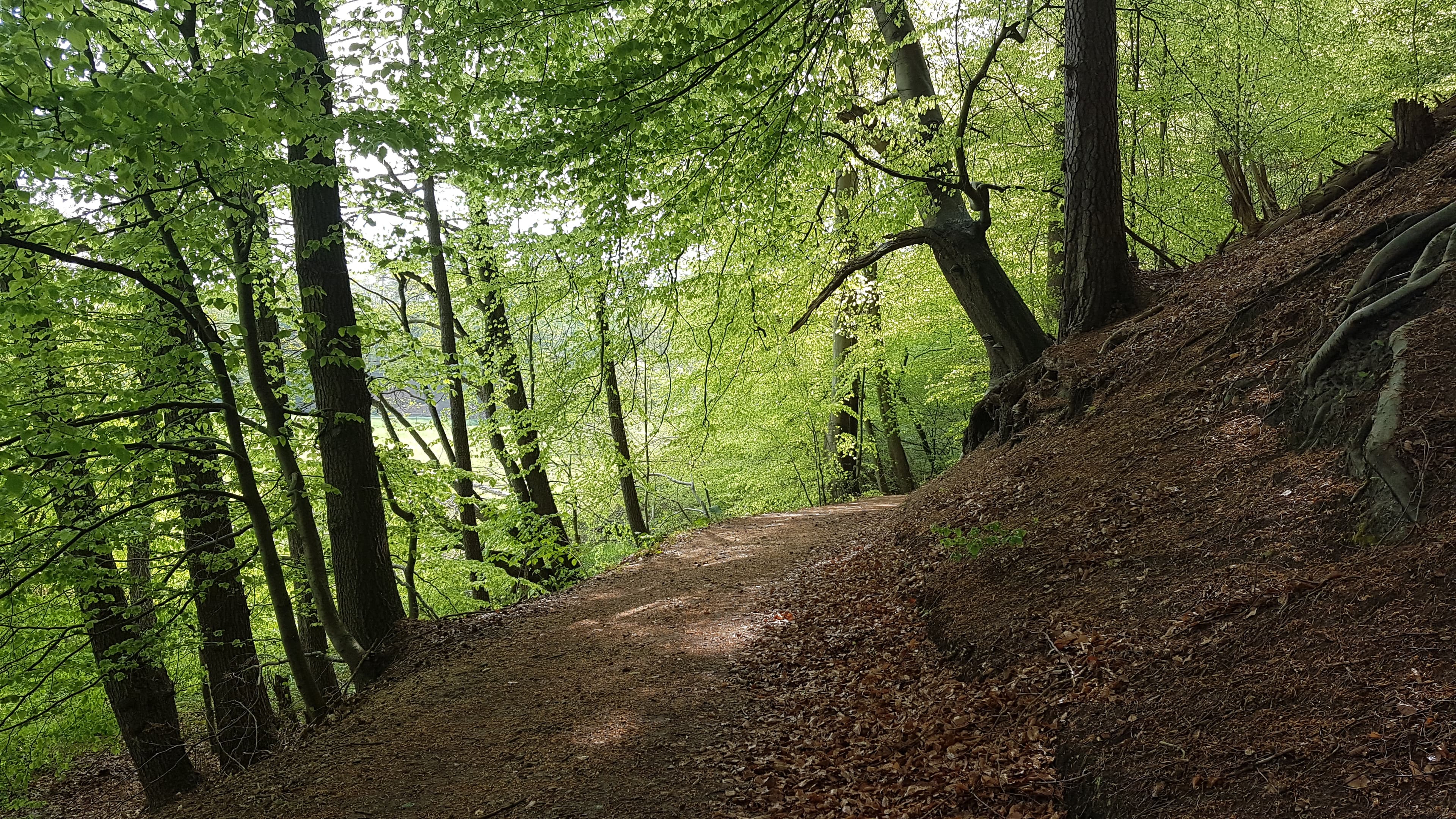 Steilhang im Liethwald