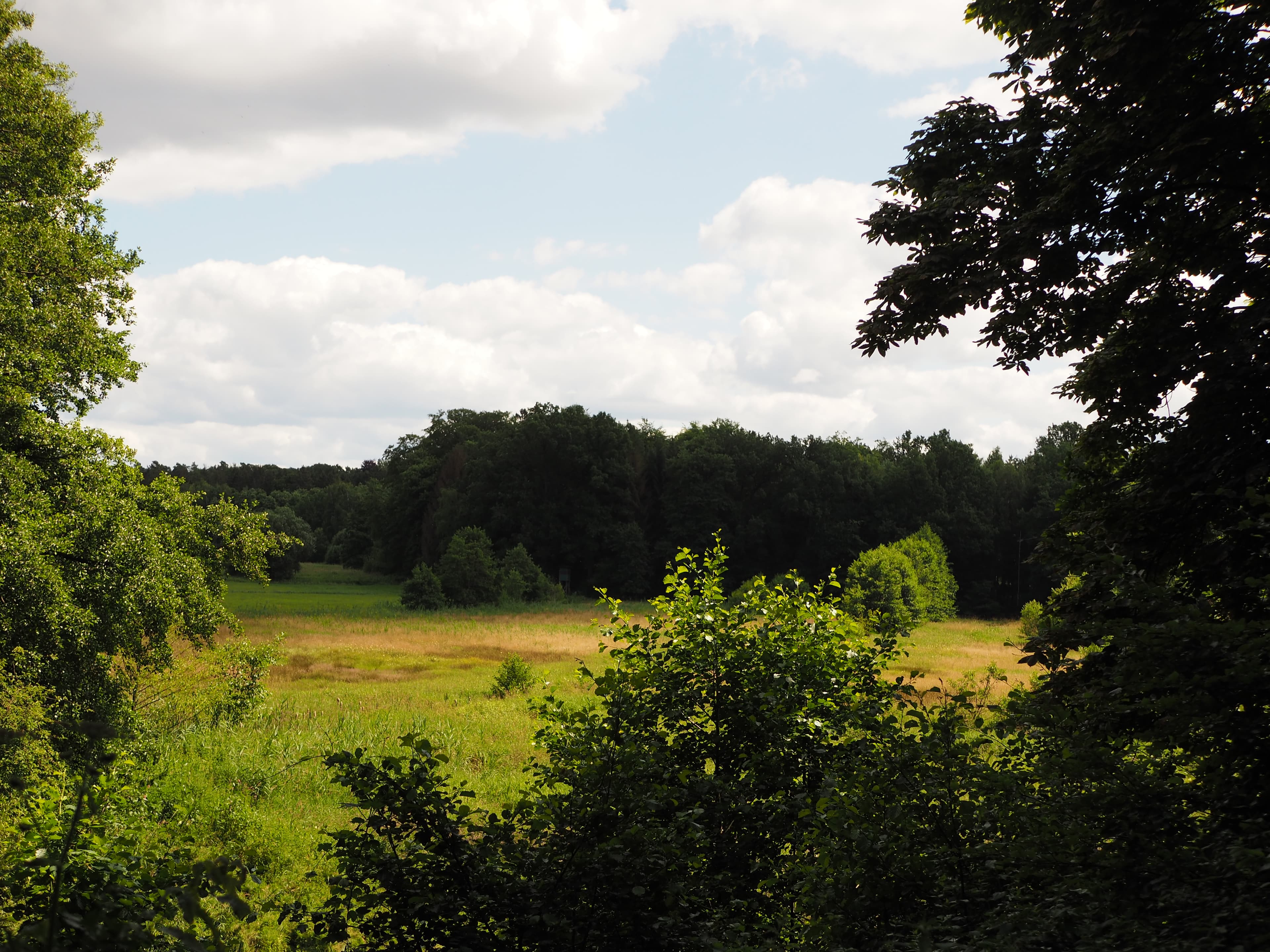 Wiesenlandschaft am Liethwald