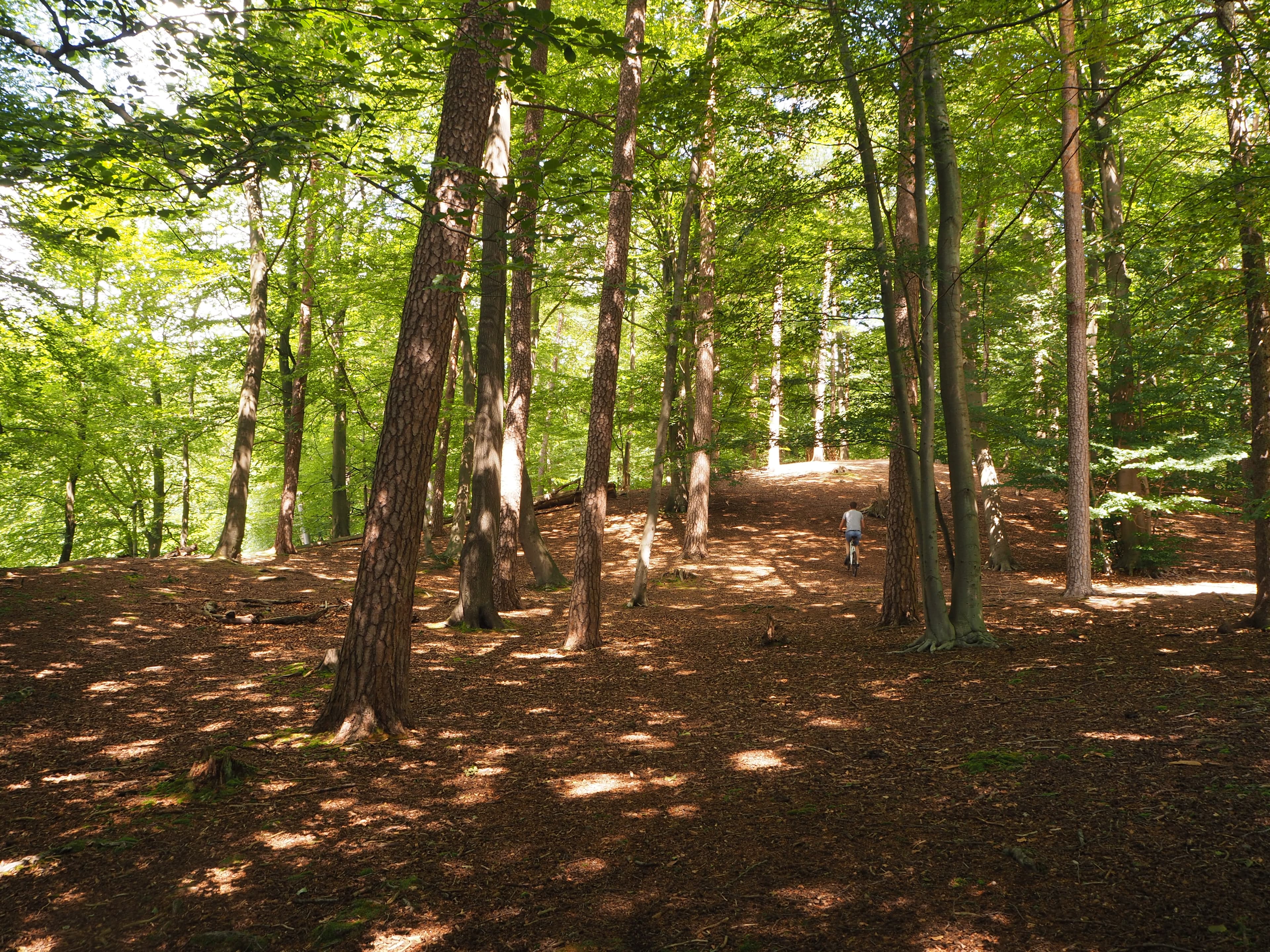 Wandern im Liethwald