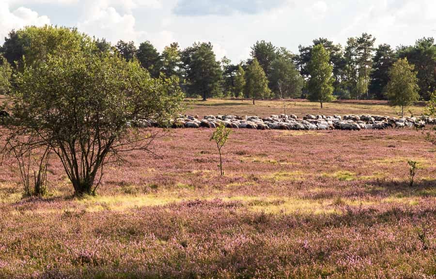 Heidschnuckenherde in der Röders Heide