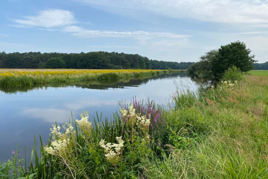 Auf der Radtour: Wiese an der Aller