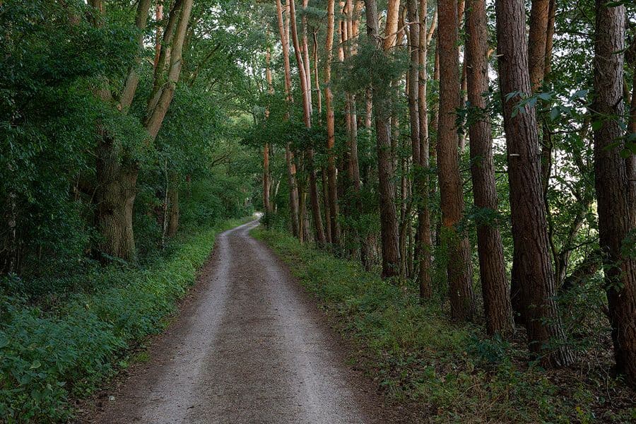 Hornbosteler Hutweide Südheide
