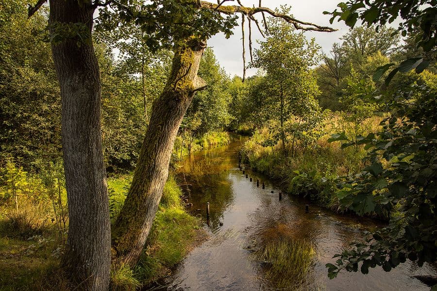 Endeholz Bruchwald bei Eschede