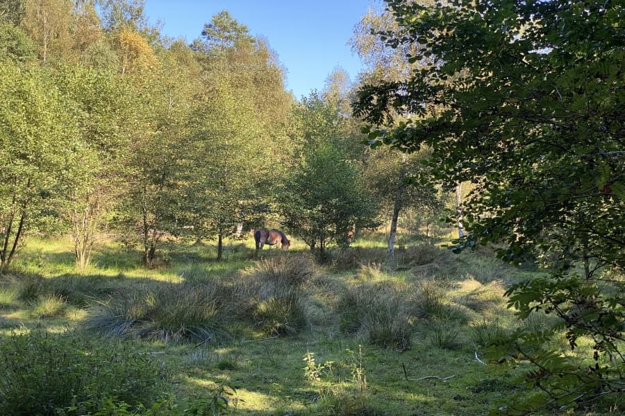 Oberoher Heide