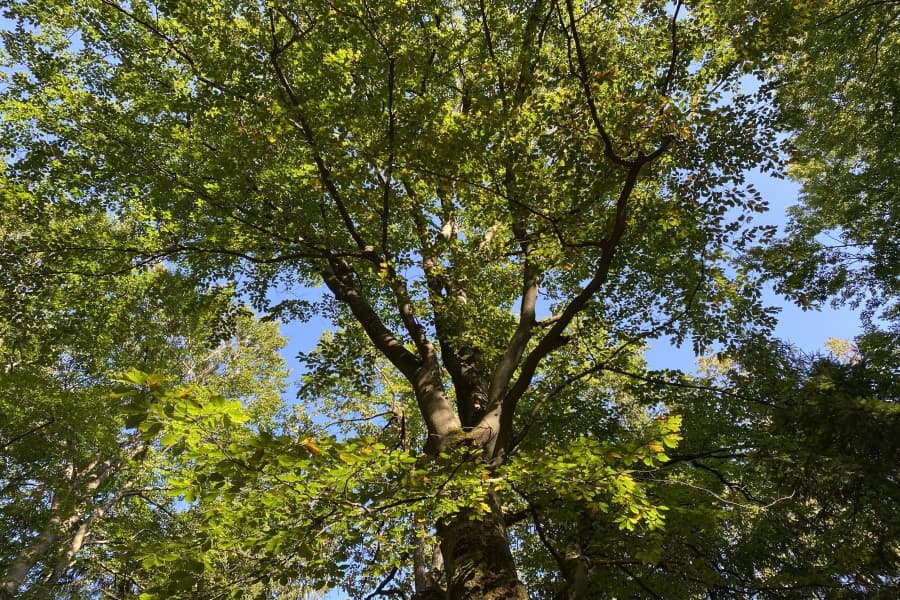 Radweg durch den Wald