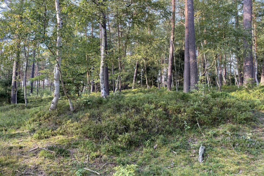 Blaubeersträucher am Wegesrand