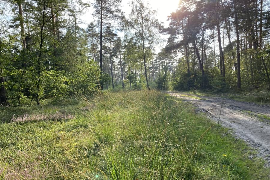 Wanderweg durch den Wald