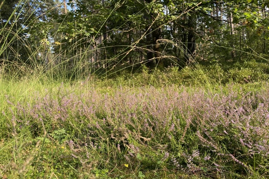 Zwischendurch ist auch Heide zu sehen.