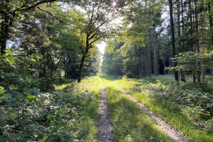 Idyllischer Waldweg