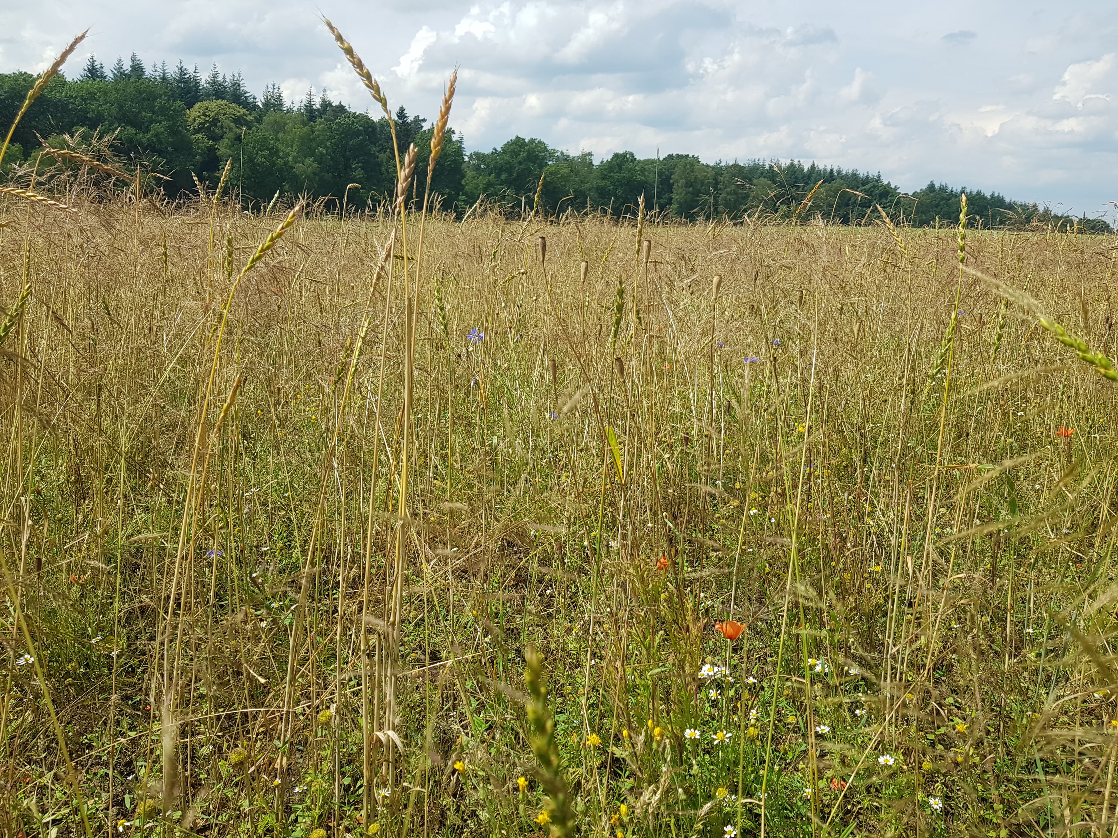 Unterwegs auf dem Ackerwildkrautpfad