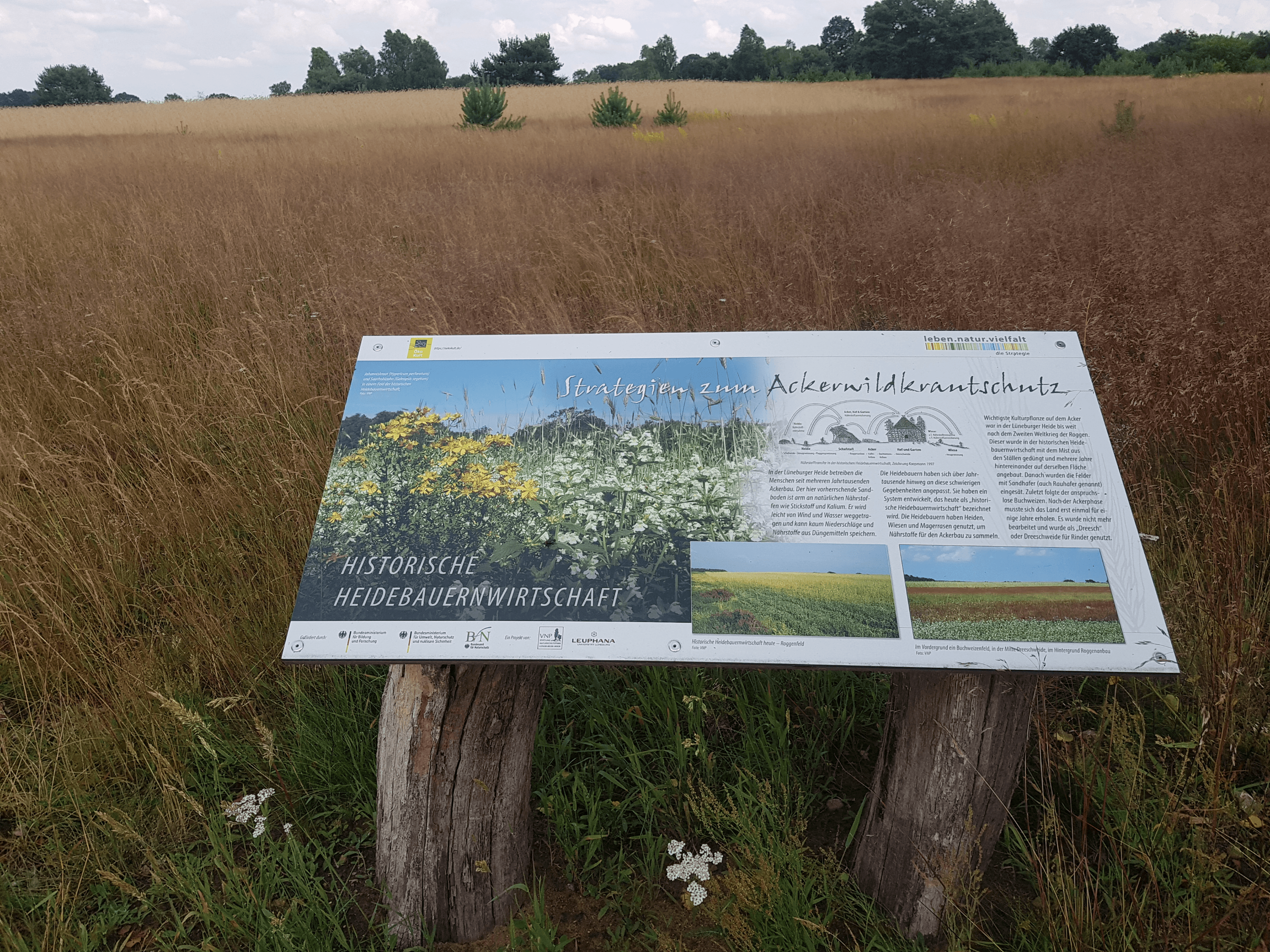 Am Ackerwildkraut Pfad gibt es Informationsschilder am Wegesrand