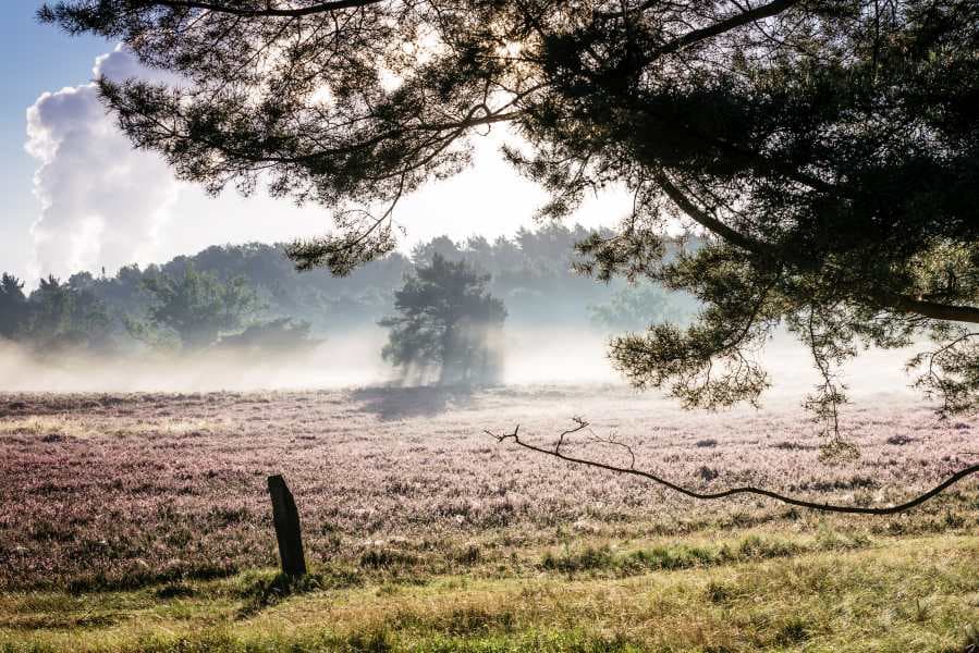 Morgenstimmung in der Fishbeker Heide 