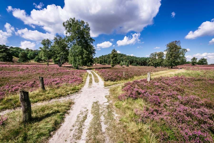 Heideschleife Fischbeker Heide Rundwanderweg