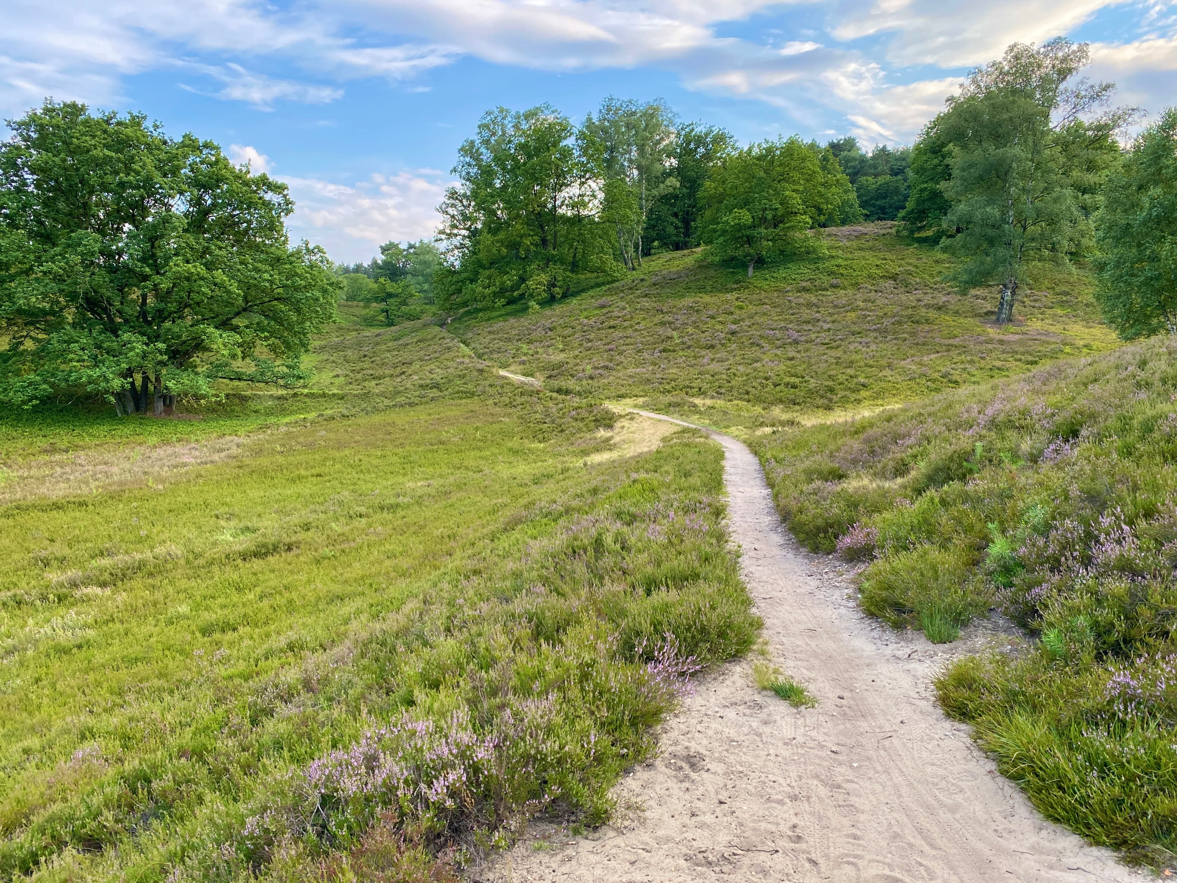 Fischbecker Heide zum Anfang der Heideblüte