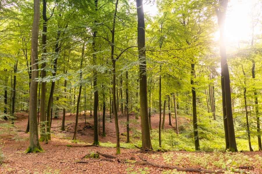 Laubwald Schwarze Berge Heideschleife Rundwanderweg Nordheide