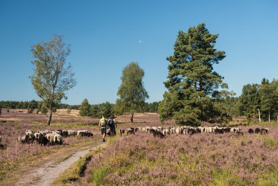 schöne wanderwege führen durch das büsenbachtal bei handeloh in der lüneburger heide