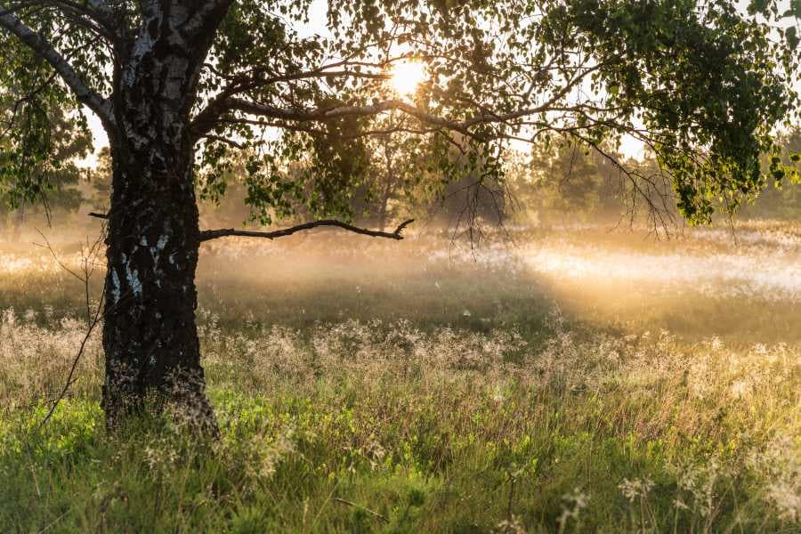 Weseler Heide Sonnenuntergang Heideschleife Rundwanderweg