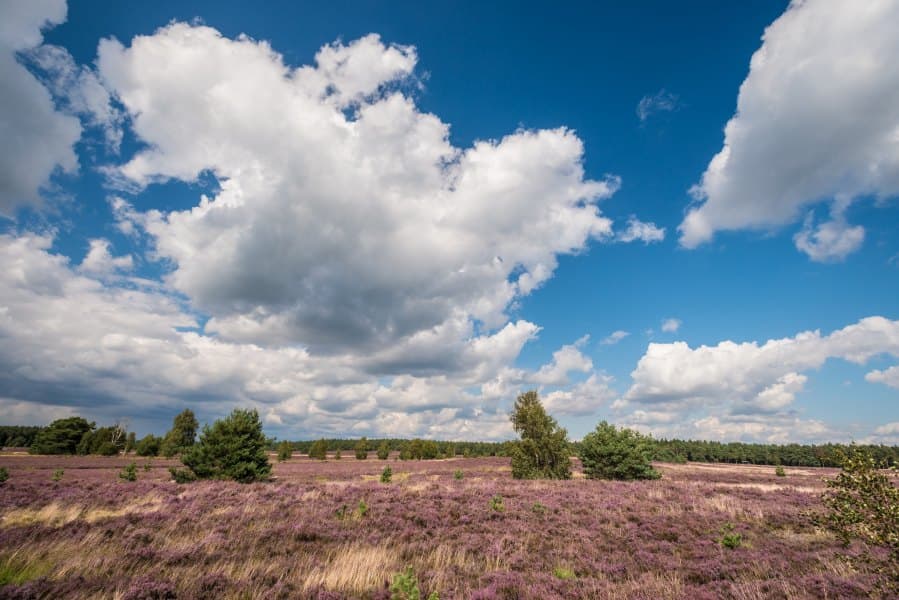 Heideschleife Weseler Heide Rundwanderweg Undeloh