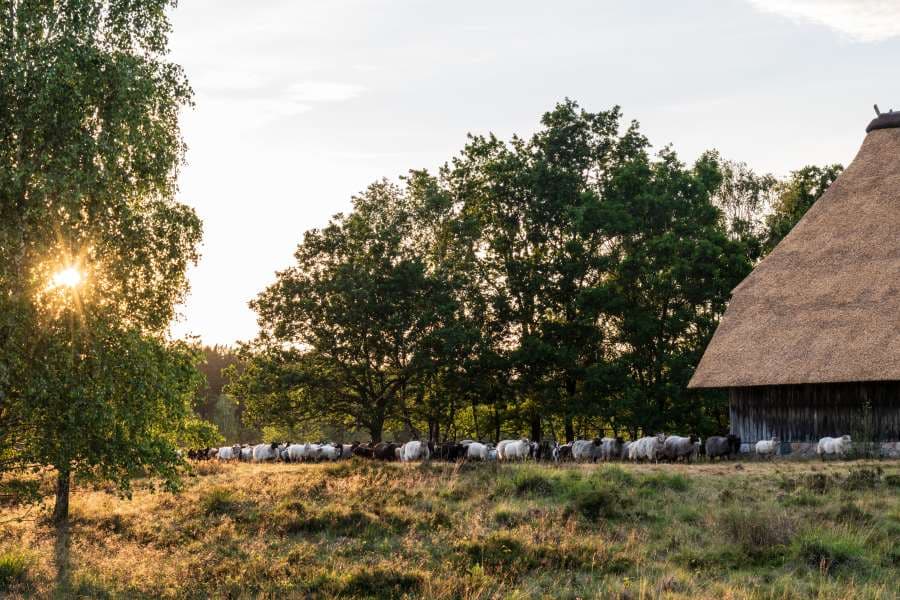 Heidschnuckenherde in der Weseler Heide Undeloh Heideschleife Rundwanderweg