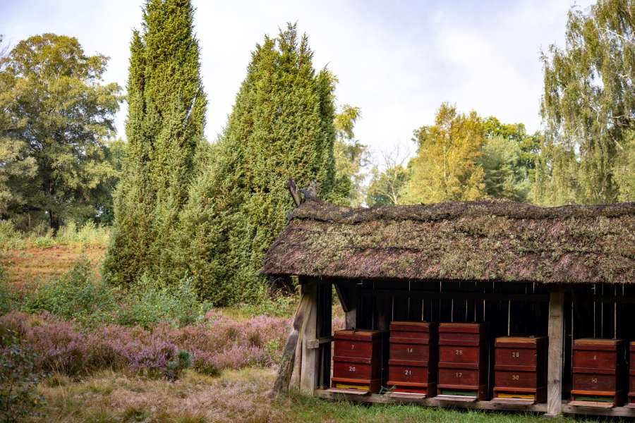 Bienenkästen in der Weseler Heide&nbsp;