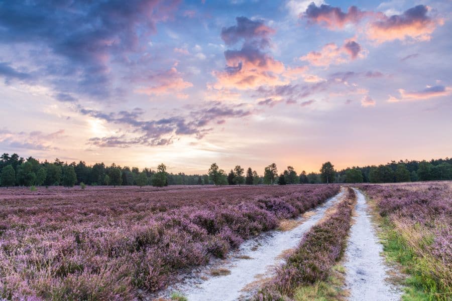 Töps Heide Hanstedt Heideschleife Rundwanderweg Nordheide