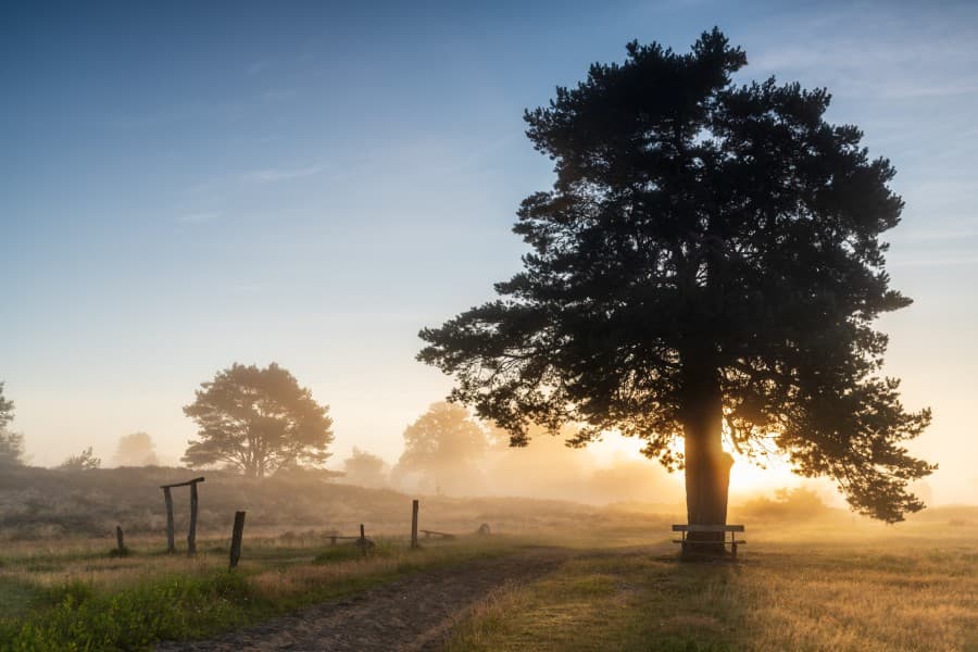 Obere Radenbachbrücke im Morgennebel auf dem Wanderweg Heideschleife Radenbachtal