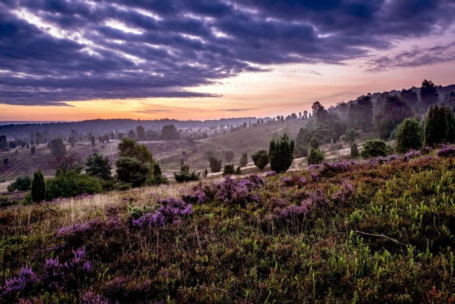 Abendstimmung am Wilseder Berg an der Heideschleife