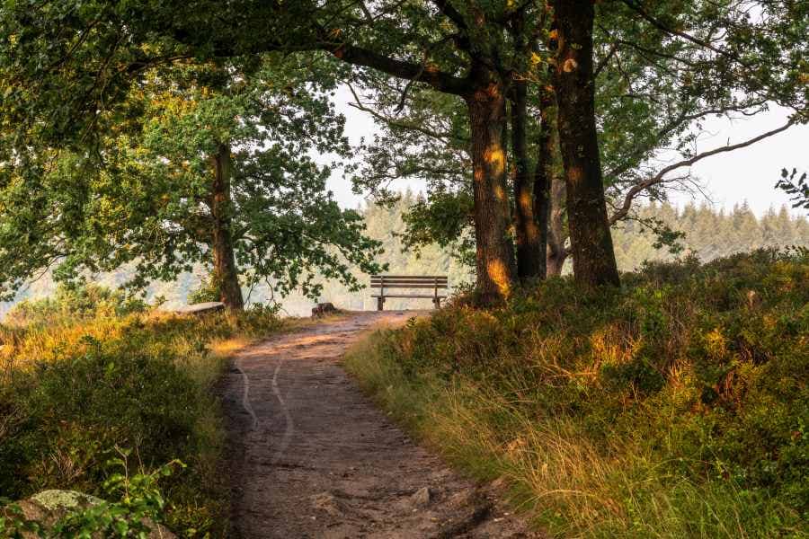 Blick in den Steingrund vom Aussichtspunkt mit Bank an der Heideschleife Wilseder Berg